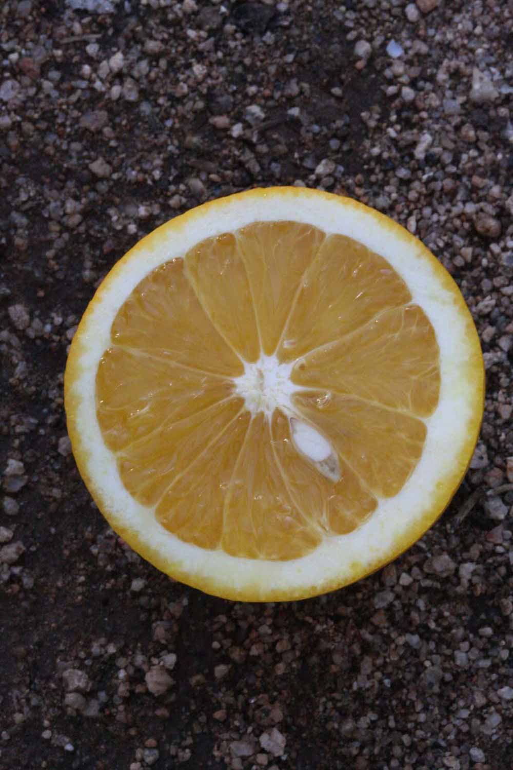              Fruit cross-section (Riverside, CA)       